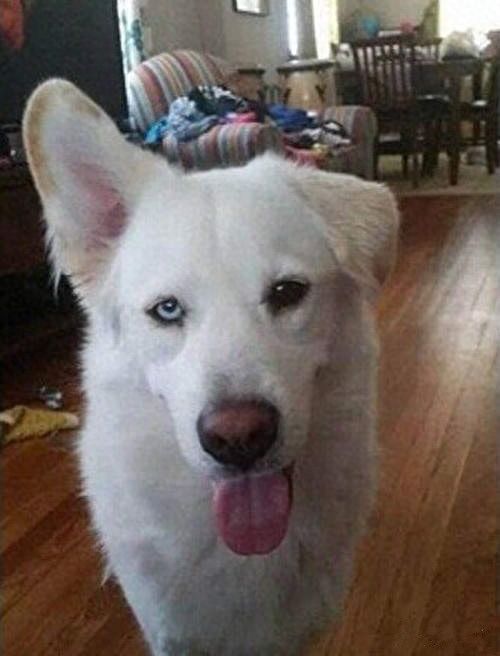 8种超可爱混种哈士奇，不管怎么混都有二哈的灵魂在里面