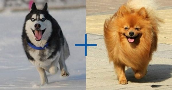 8种超可爱混种哈士奇，不管怎么混都有二哈的灵魂在里面