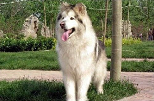 8种超可爱混种哈士奇，不管怎么混都有二哈的灵魂在里面