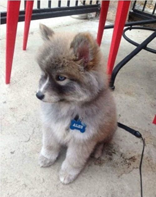 8种超可爱混种哈士奇，不管怎么混都有二哈的灵魂在里面