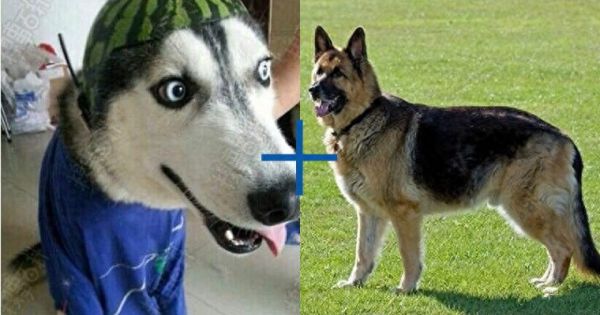 8种超可爱混种哈士奇，不管怎么混都有二哈的灵魂在里面