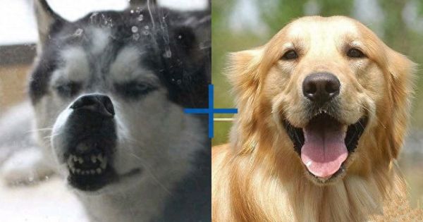 8种超可爱混种哈士奇，不管怎么混都有二哈的灵魂在里面