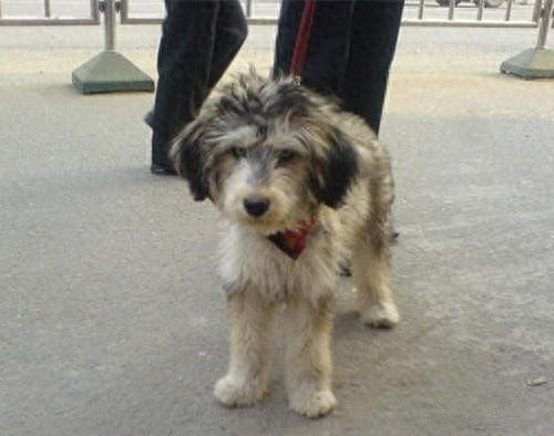 8种超可爱混种哈士奇，不管怎么混都有二哈的灵魂在里面