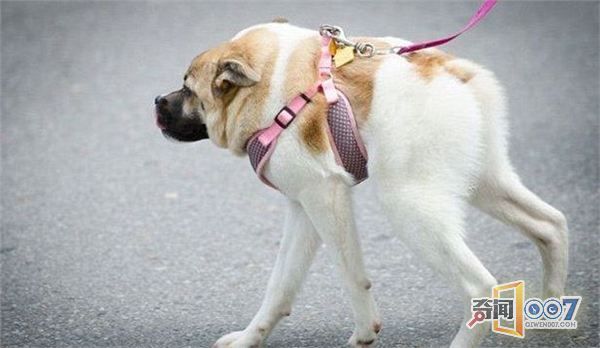 女子发现一“猪狗”杂交小狗，拍X光片后真相大白