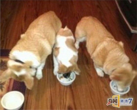 女子发现一“猪狗”杂交小狗，拍X光片后真相大白