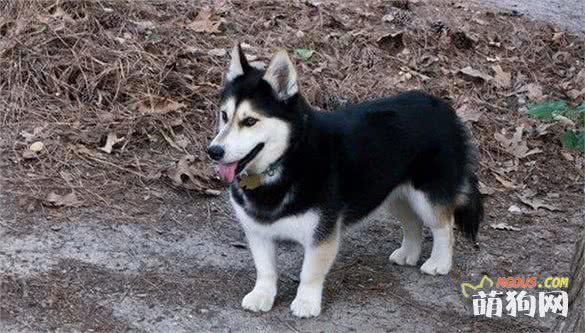 太帅啦，你一定没有见过的十种超奇特的混种狗狗