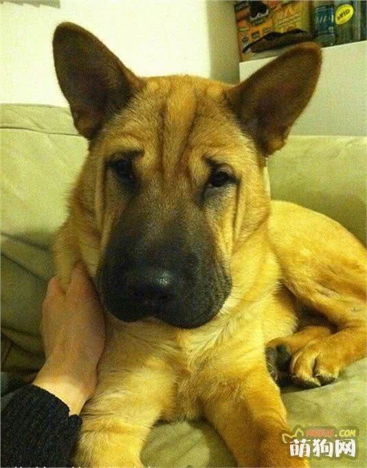 太帅啦，你一定没有见过的十种超奇特的混种狗狗