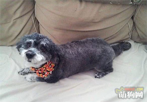 太帅啦，你一定没有见过的十种超奇特的混种狗狗