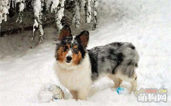 太帅啦，你一定没有见过的十种超奇特的混种狗狗