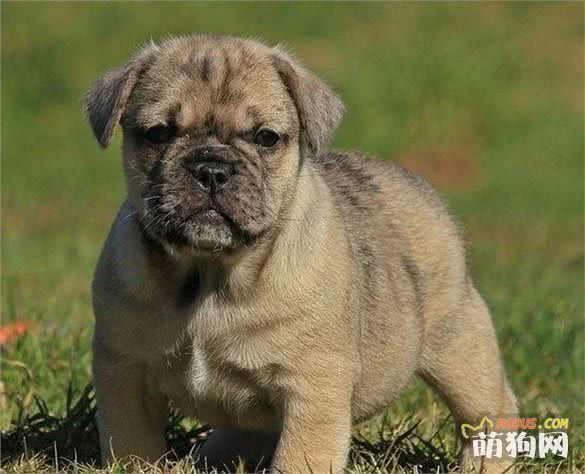 太帅啦，你一定没有见过的十种超奇特的混种狗狗