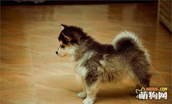 太帅啦，你一定没有见过的十种超奇特的混种狗狗