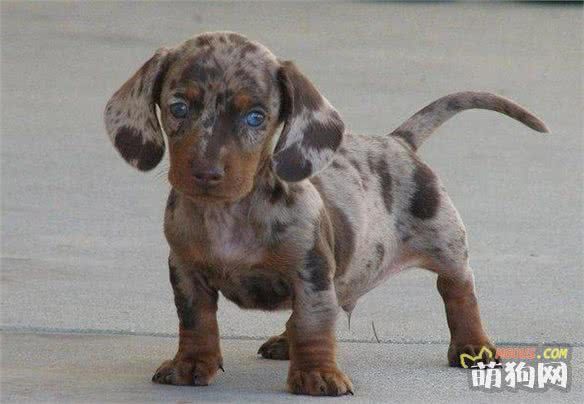 太帅啦，你一定没有见过的十种超奇特的混种狗狗