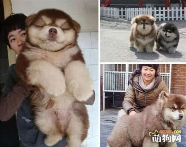 太帅啦，你一定没有见过的十种超奇特的混种狗狗