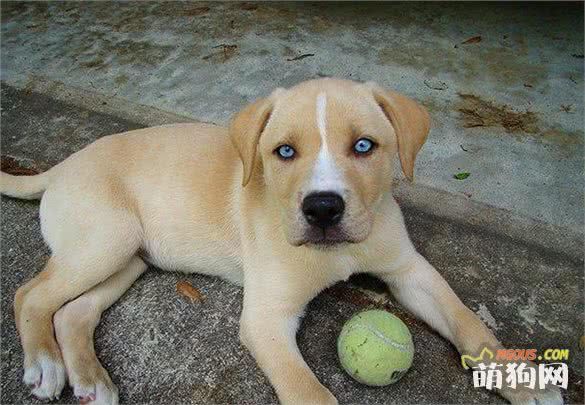 太帅啦，你一定没有见过的十种超奇特的混种狗狗