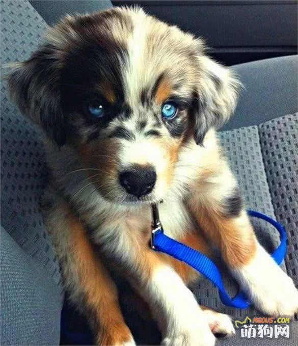 太帅啦，你一定没有见过的十种超奇特的混种狗狗