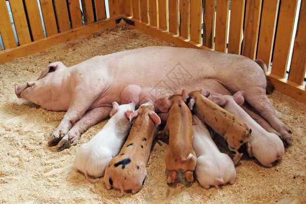 母马猪喂养小猪高清图片