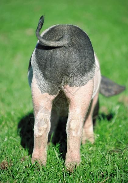 小猪猪的尾巴高清图片