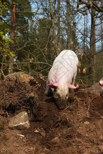 小可爱的小猪高清图片