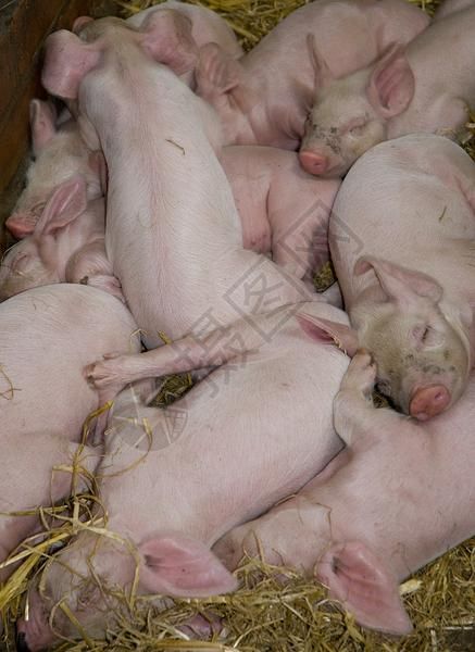 猪的垃圾猪的尾巴高清图片