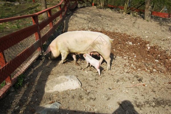 和妈妈一起的小小猪高清图片