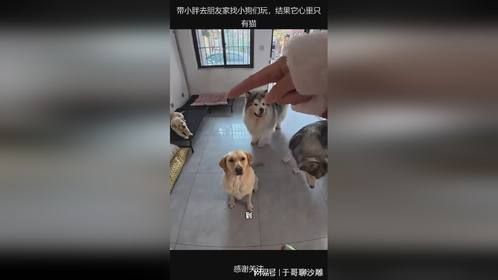 带小胖去朋友家找小狗们玩，结果它心里只有猫