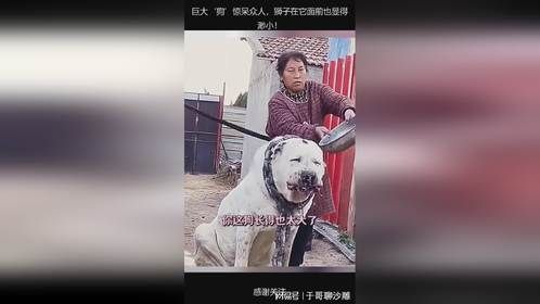 巨大‘狗’惊呆众人，狮子在它面前也显得渺小！