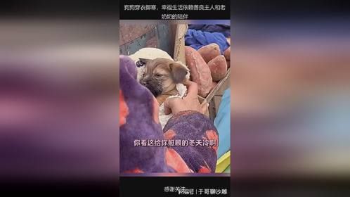 狗狗穿衣御寒，幸福生活依赖善良主人和老奶奶的陪伴