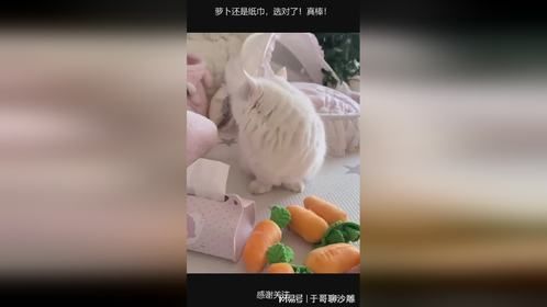 萝卜还是纸巾，选对了！真棒！