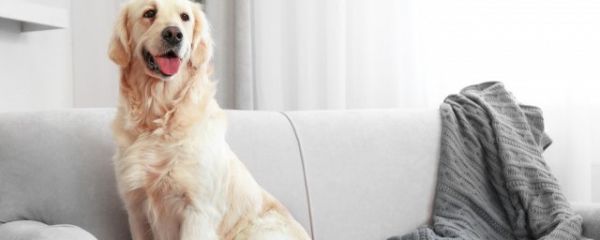 新手养狗必看的7个重点知识 如何正确养狗