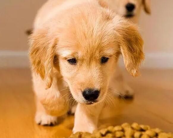 新手养狗攻略如何挑狗粮呢