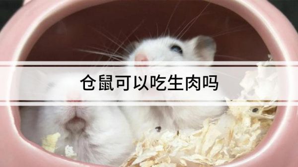 仓鼠可以吃生肉吗