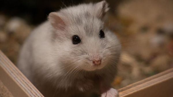 小仓鼠腿断了会死吗