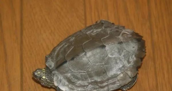 如何正确饲养蒙面地图龟（以宠物为主）