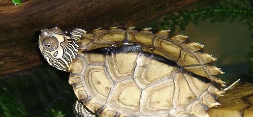 如何正确饲养蒙面地图龟（以宠物为主）