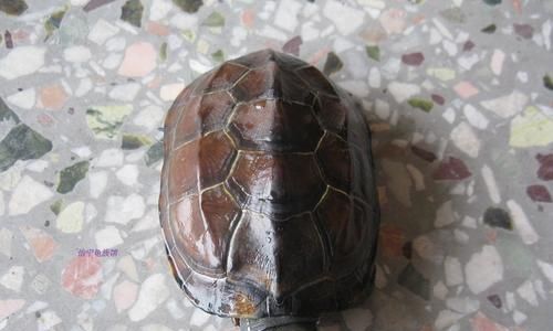 中华龟的饲养技巧（让你的宠物龟健康快乐度过每一天）