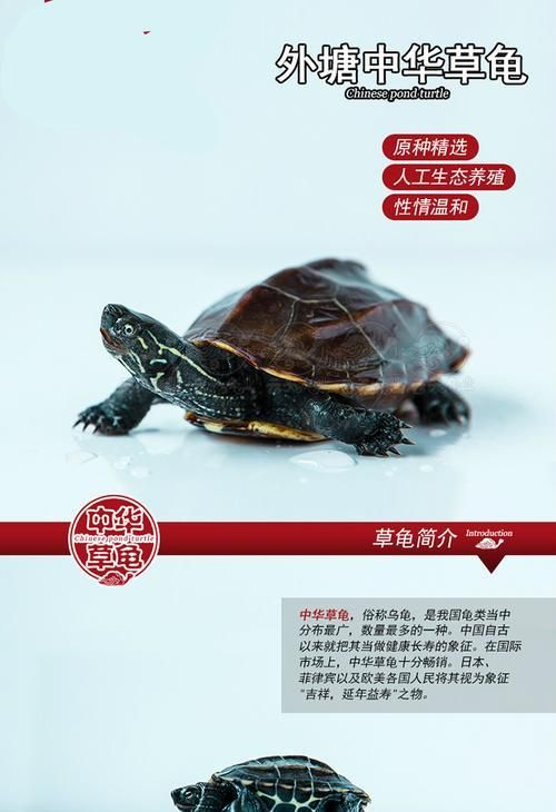 中华龟的饲养技巧（让你的宠物龟健康快乐度过每一天）