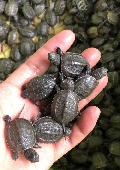 中华龟的饲养技巧（让你的宠物龟健康快乐度过每一天）