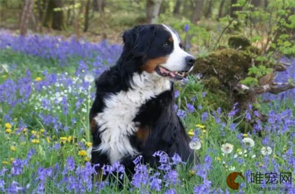 1个月伯恩山犬的食谱