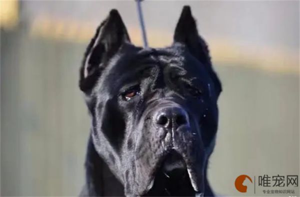 1个月卡斯罗的食谱