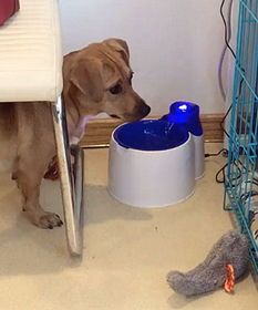 土狗食谱：除狗粮，还吃啥？