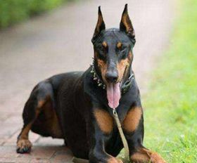 杜宾犬饮食揭秘，宠物食谱分享