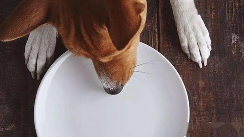 自制狗食简单做法