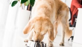 怎么制作美味营养的狗食？