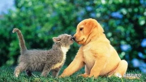 如何关注宠物有哪些趣事，宠物领域关键词怎么选