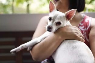 如何关注宠物有哪些趣事，宠物领域关键词怎么选