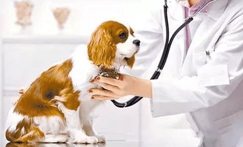 如何关注宠物有哪些趣事，宠物领域关键词怎么选