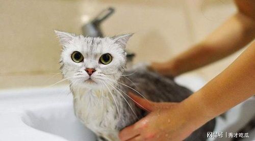 开始养猫如何注意哪些，刚开始养猫要注意的问题