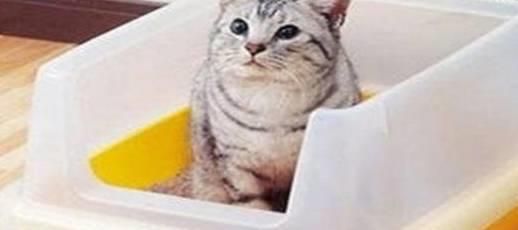 开始养猫如何注意哪些，刚开始养猫要注意的问题