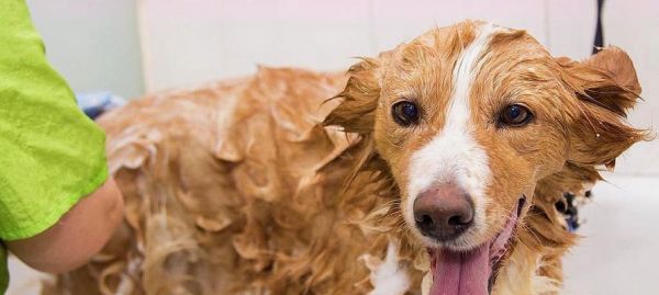 给受伤的狗吃什么好得快？有哪些食物能加速狗狗的恢复？