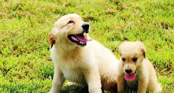 给受伤的狗吃什么好得快？有哪些食物能加速狗狗的恢复？